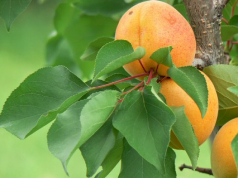 The gastronomic culture of the region to be introduced at the Gönci Apricot Feast