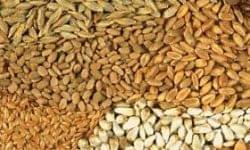 Vetőmag szövetség: növekedési pályán az ökológiai gazdálkodás