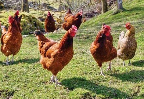 Ukrajnába 178 tonna fertőzött csirkehús került Magyarországról