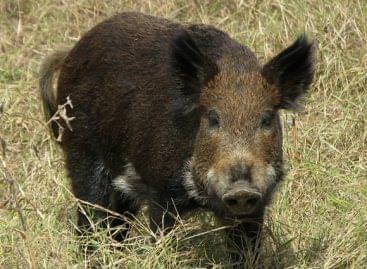 Újabb vaddisznókban azonosította az ASP vírusát a Nébih