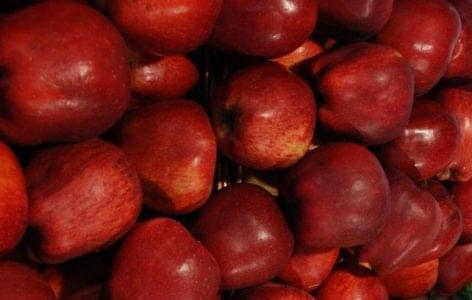 A minőségi hazai alma vásárlására buzdítanak az áruházláncokban