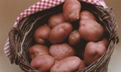 OBTT organized a conference on the present and future of potato production