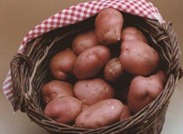 OBTT organized a conference on the present and future of potato production