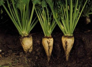 The sugar beet processing campaign has started in Kaposvár