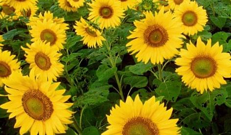 AM: sunflowers achieved a record yield for this year