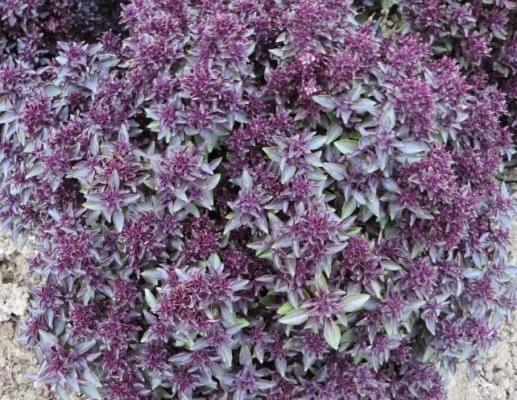 Ocimum basilicum Purple