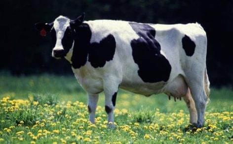 New Zealand dairy farming’s water use under scrutiny