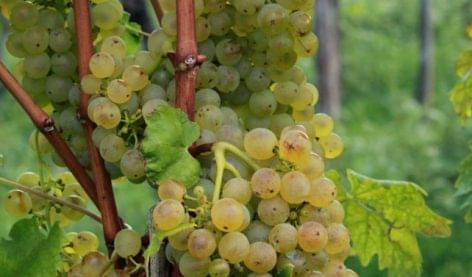 Riesling October: Grand Tasting with eighty producer wines