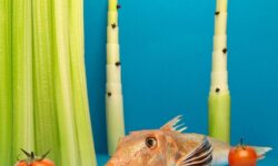 (HU) A mágia íze – A nap képe