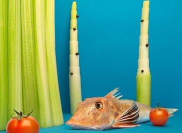 (HU) A mágia íze – A nap képe