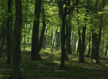 István Nagy: the role of forests in Hungarian agriculture is increasing