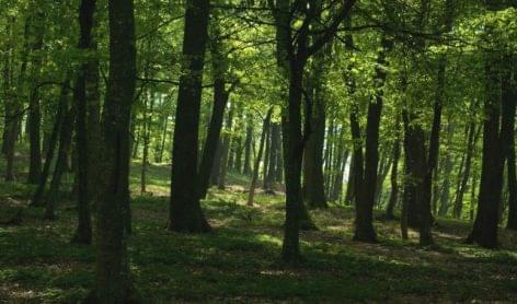 1 400 munkavállalója után 1 400 őshonos nyárfát ültetett a Diageo  Duna-Ipoly Nemzeti Park biodiverzitásának növeléséért