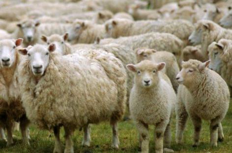 Csökkent a bárány felvásárlási ára Olaszországban