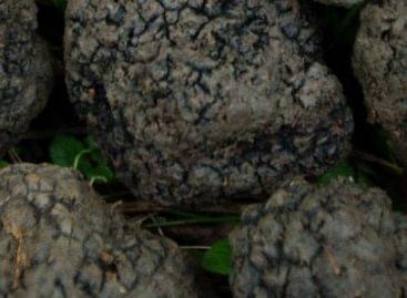 Hungarian truffles are exported
