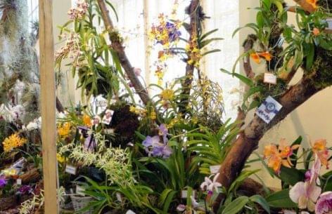 Blooming treasures of Siam: The Spring Exhibition of the Hungarian Orchid Society in the Vajdahunyad Castle
