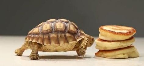 A teknős és az amerikai palacsinta – A nap videója