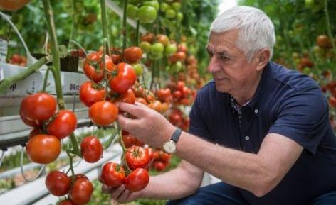 Technological change is pulling the Hungarian tomato growing upwards