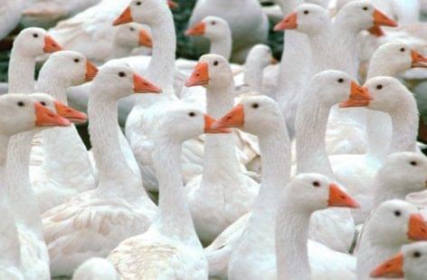Újabb Békés megyei állattelepen jelent meg a madárinfluenza vírusa