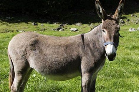 A thousand euros donkey cheese was produced in Serbia