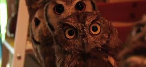 Owl-themed cafe – Video of the day
