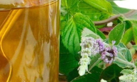 The Ministry of Agriculture would give priority support to herb cultivation
