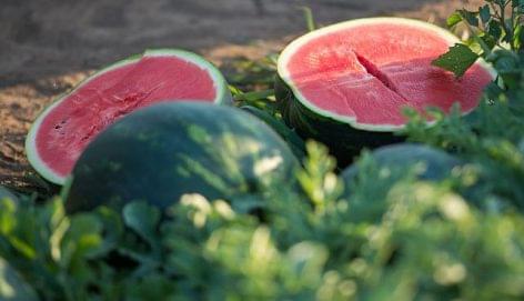 High-quality melons to the Hungarian consumers: branding helps