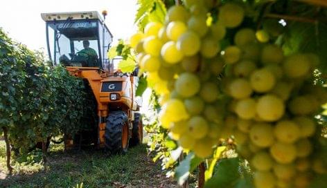 The grape harvest starts in Europe with the Csabagyöngye grape