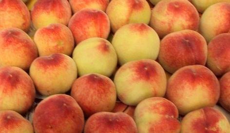 Frost damages hit the peach harvest