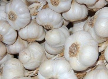 Garlic is healthier than we thought