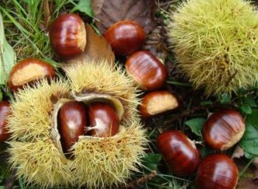 More than fifteen thousand guests are awaited for the chestnut days during the weekend