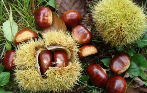 The Hungarian chestnut trees could be saved within a public work programme