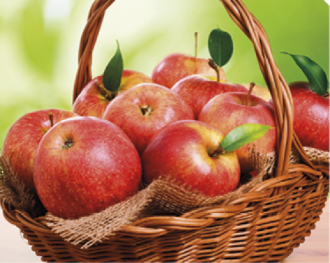 Excellent apple yield throughout Europe