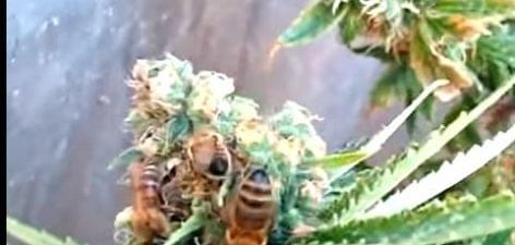 Honey made of cannabis – Video of the day