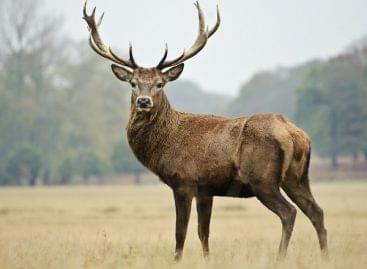 Elindult az idei #vadateszem kampány