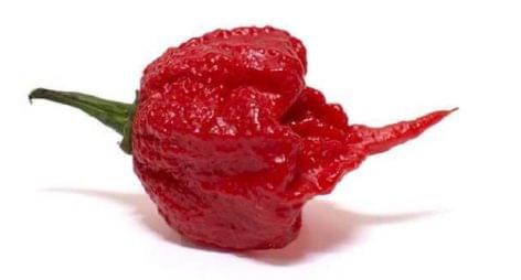 The Carolina Reaper is the world's most powerful pepper