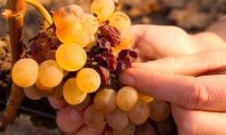 Tokaji is the most popular wine region among Hungarians