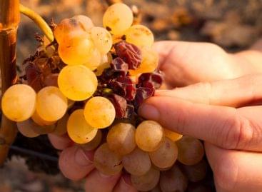 A Tokaji a magyarok legkedveltebb borvidéke