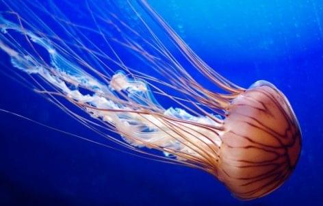 The Chinese police caught jellyfish counterfeiters