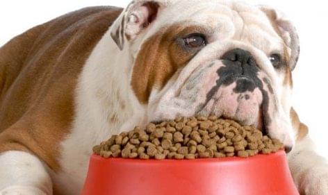 The market for pet foods increased dynamically last year
