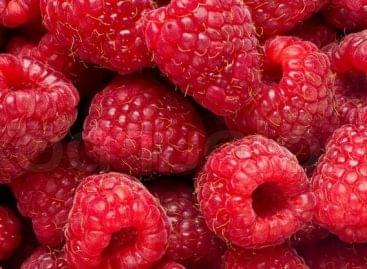 Hungarian raspberry production decreased, imports increased