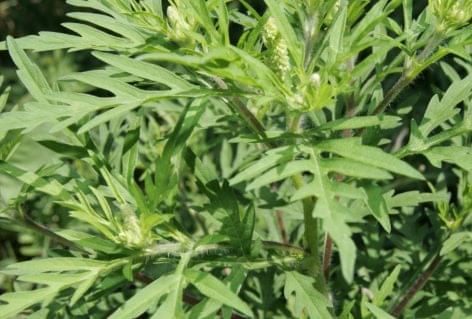 FM: one and a half million hectares of ragweed infected area was detected