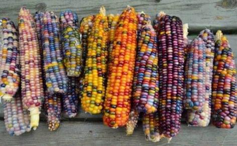 Rainbow corn from the USA