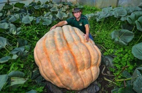 Pumpkin Olli produced another giant pumpkin