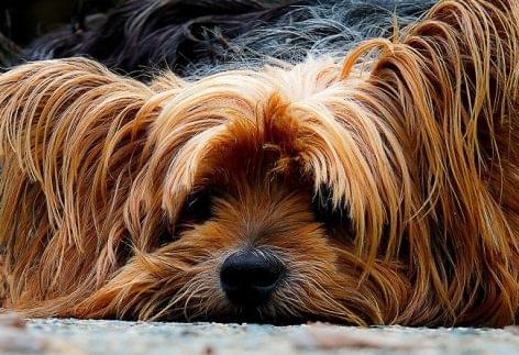 Egy hét fizetett szabadságot ad új kutyát nevelő alkalmazottainak a skóciai sörfőzde
