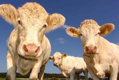 Livestock slaughter fell in the first quarter