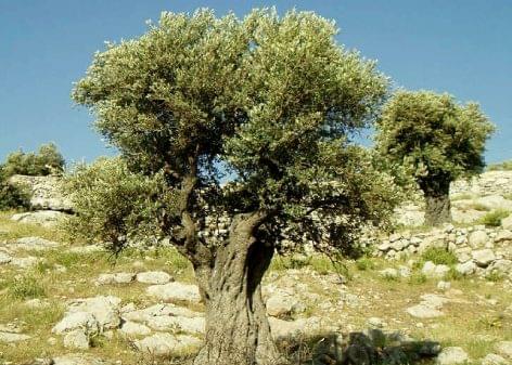 Because of the “olive Ebola” two thousand trees had to be destroyed in the Balearic Islands