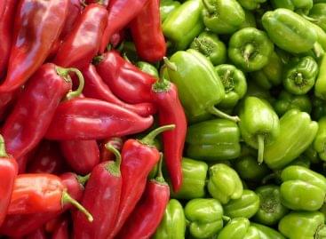 The crisis of spicy peppers: declining production and growing challenges