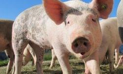 K&H: significant price drop in the pork market