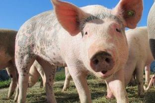 K&H: significant price drop in the pork market