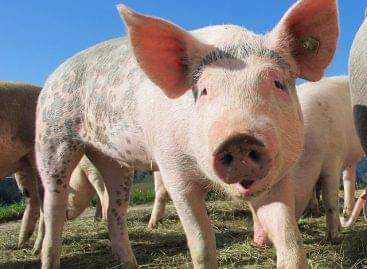 Pig farming is becoming more expensive, meat prices are stagnating